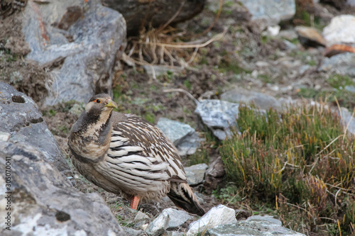 Picture of Tibetan snowcock (Tetraogallus tibetanus) near Thagnag village at an altitude of 4900 meters in Himalayan mountains (Himalayas) in Nepal. photo