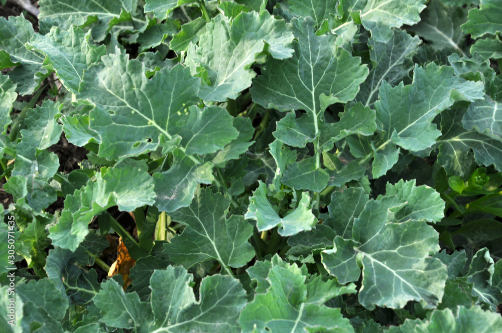 Spring field with winter rape