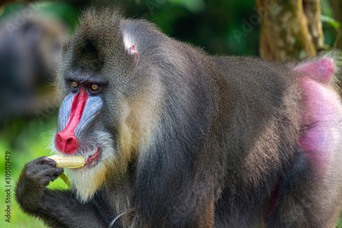 Mandrill Primate at Singapore Zoo