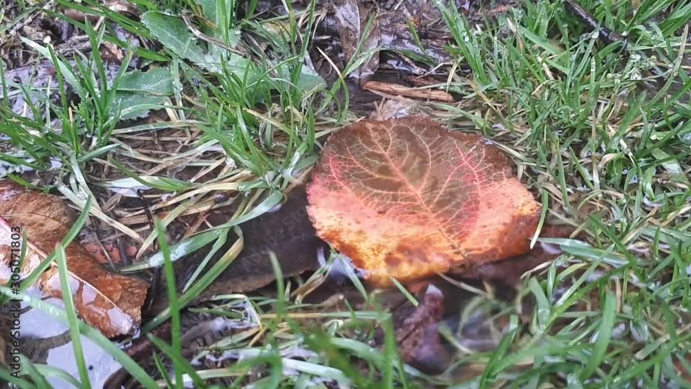 Autumn leaf in a puddle and water drops falling into the puddle. Autumn leaf in a puddle and water drops falling into the puddle.