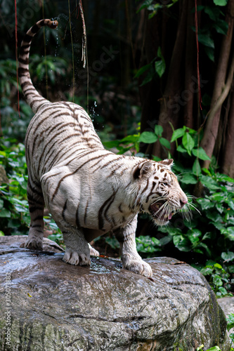 White Tiger at Singapore Zoo