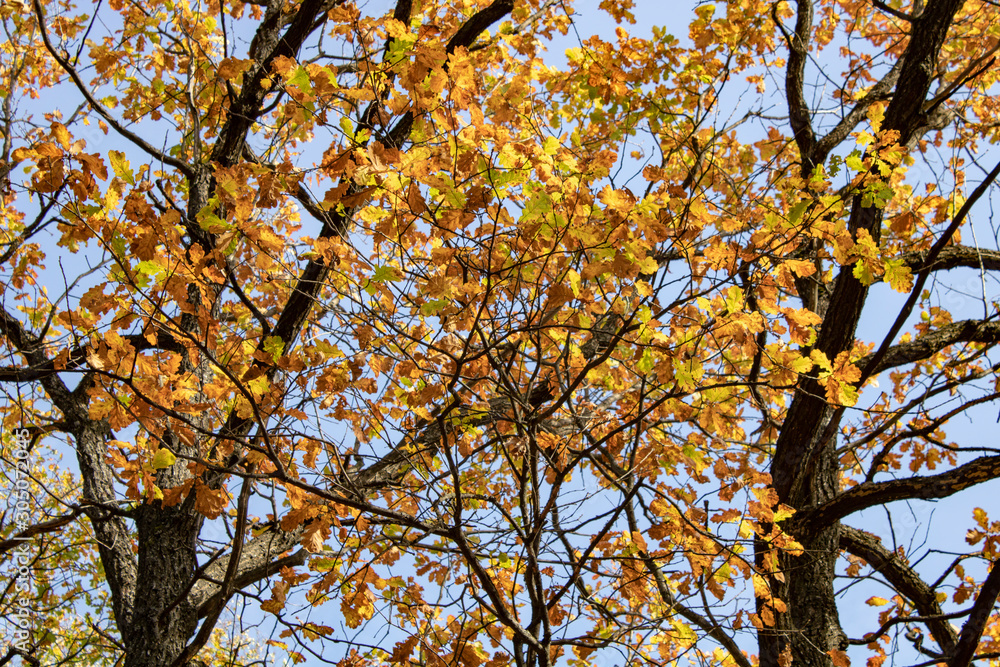 Oak branches with golden burgundy leaves on an autumn sunny evening Oak branches with golden burgundy leaves on an autumn sunny evening