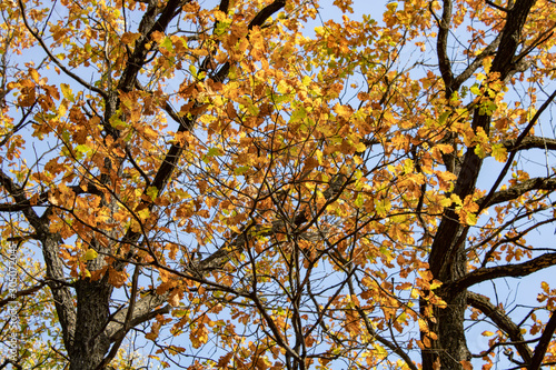 Oak branches with golden burgundy leaves on an autumn sunny evening