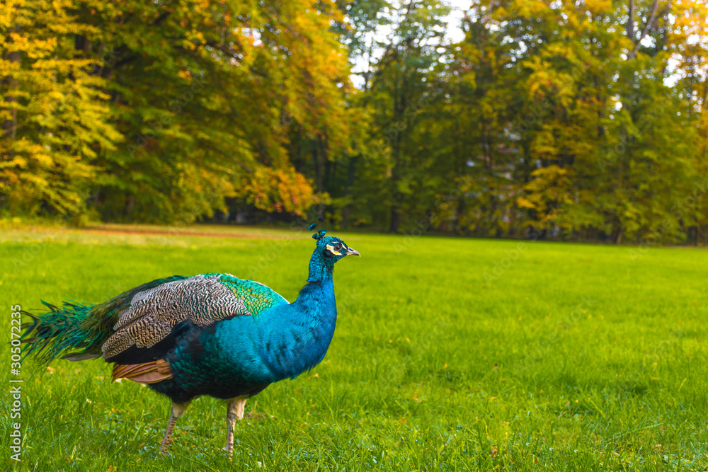 Fototapeta premium Peacocks walking in the park in Graz, Styria region, Austria