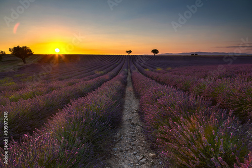 Lavendelfeld, Provence