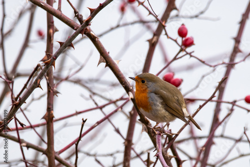 Rotkehlchen im November  © Bruno Mader