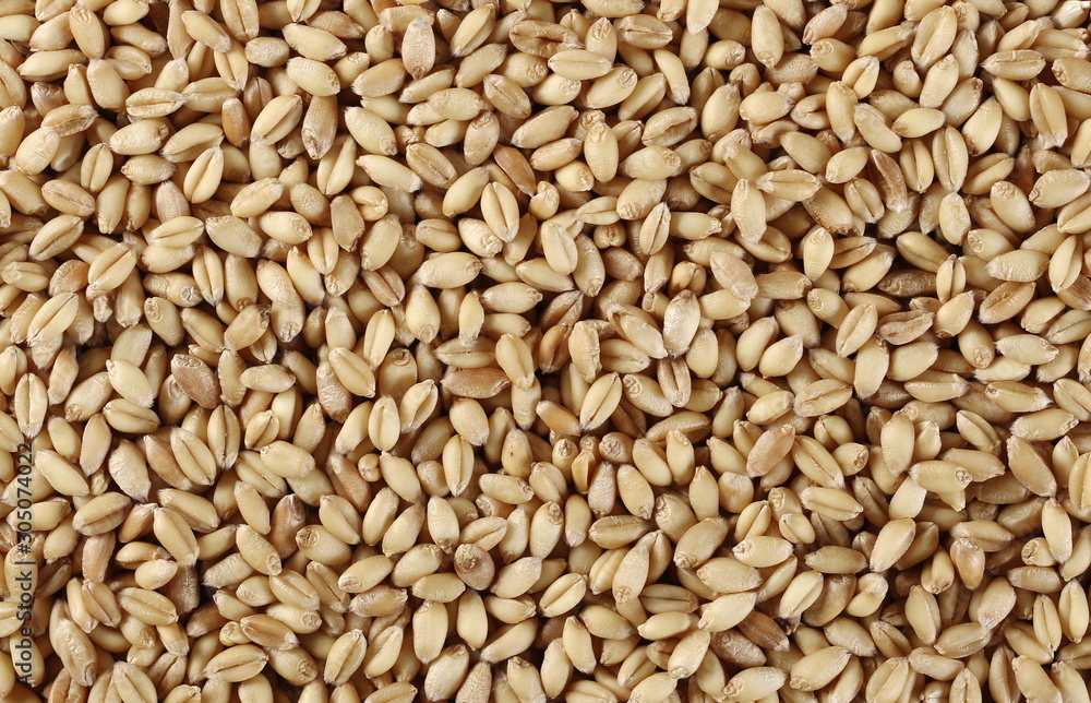 Wheat grains background and texture Wheat grains background and texture