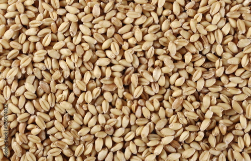 Wheat grains background and texture