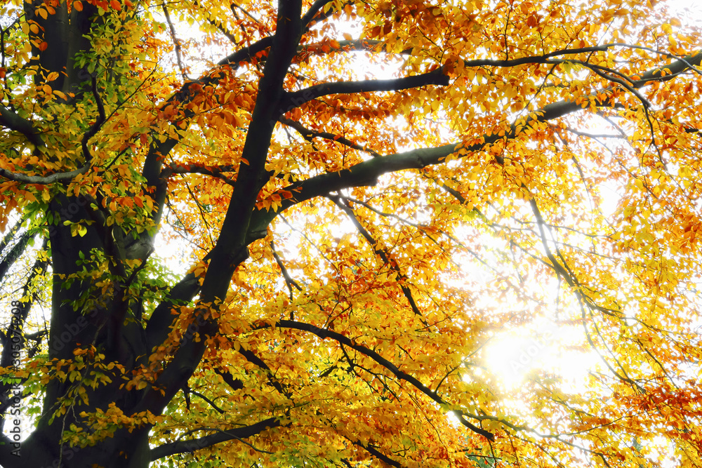 Obraz premium Herbstleuchten