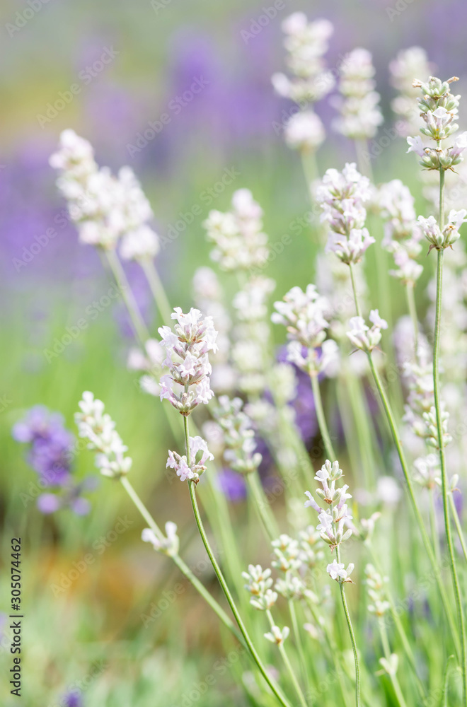 English lavender white English lavender white