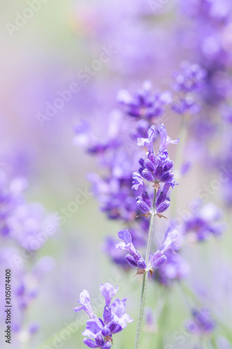 English lavender © kikisora