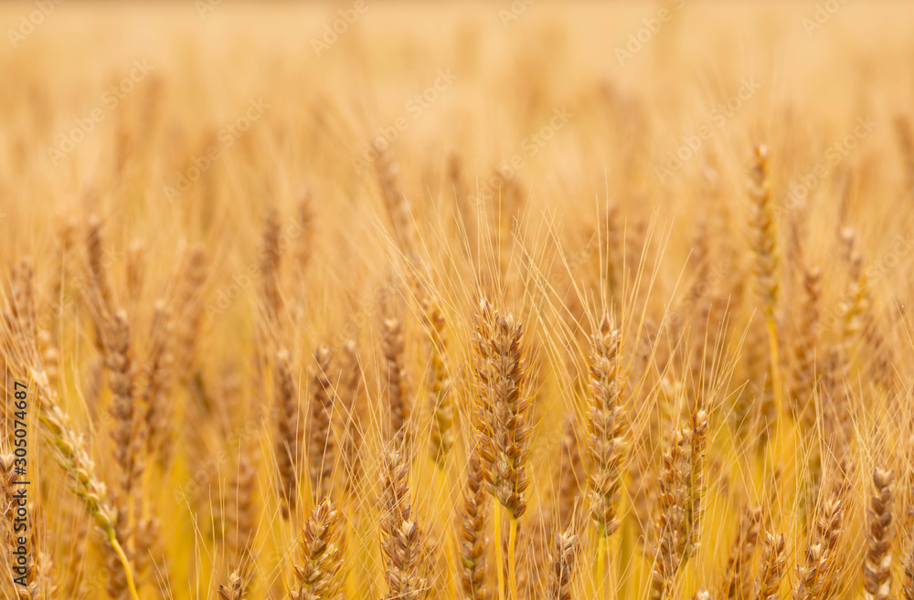 Golden wheat field