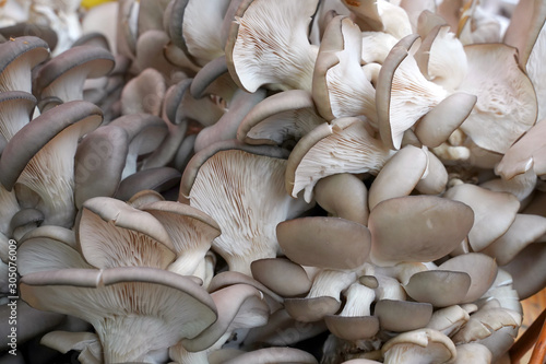 Fresh oyster mushrooms. Pleurotus ostreatus