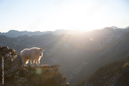 In the West Kootenays Valhalla Provincial Park  a rocky mountain goat (Oreamnos americanus) standing on a cliff during golden hour in British Columbia, Canada.