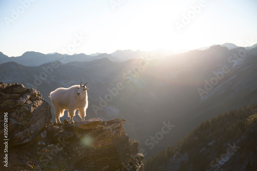 Valhalla Provincial Park in the West Kootenays a rocky mountain goat (Oreamnos americanus) standing on a cliff during golden hour in British Columbia, Canada.