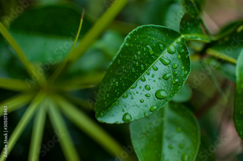 Pomelo tree leaf encrusted with dew drops after heavy monsoon rains in Chiang Mai, Thailand.