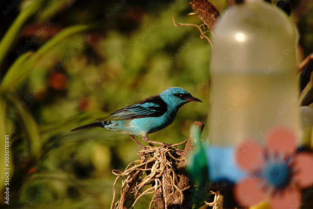 Fototapeta premium Blue Dacnis Bird on a branch