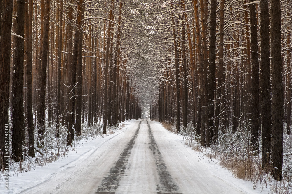 Forest in the snow. A road that goes into the distance into the forest, between the straight trunks of conifers.