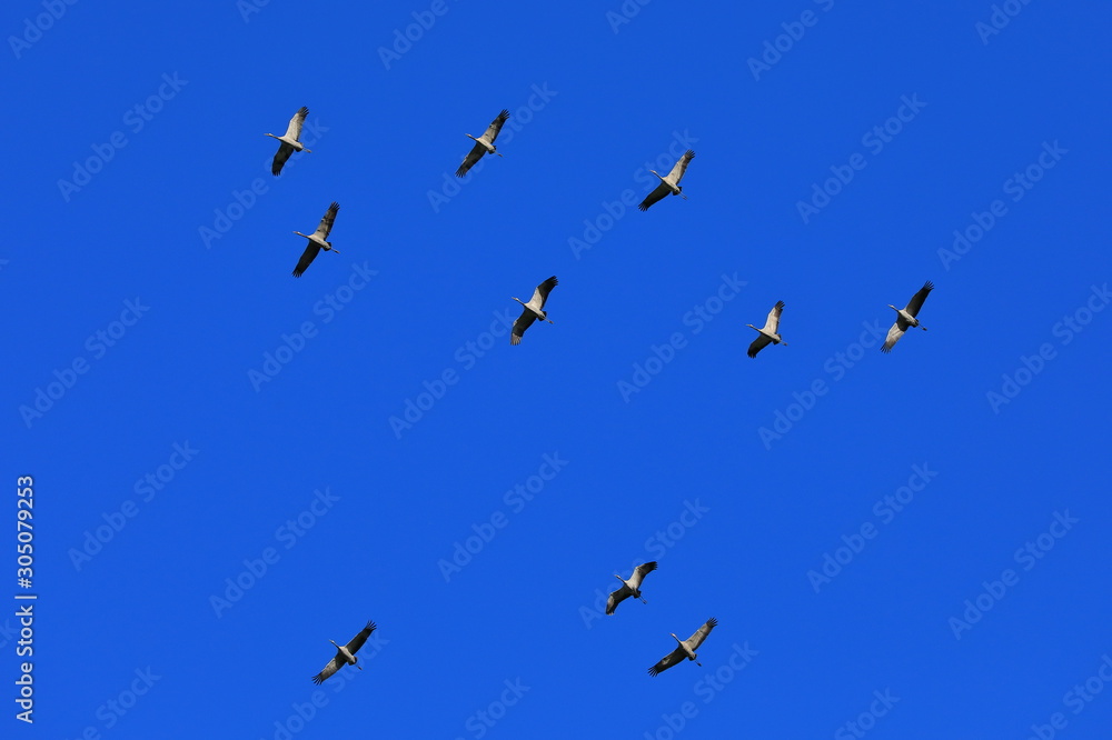 Fototapeta premium flock of birds flying in blue sky