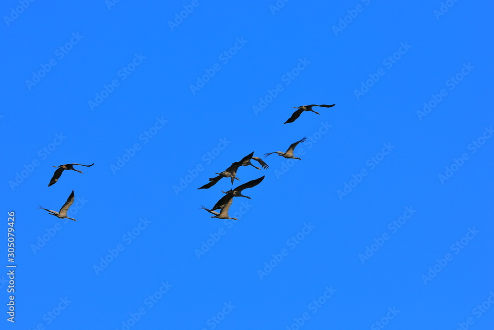 flock of birds flying in blue sky