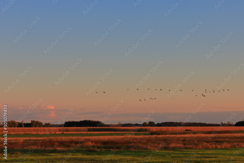 Fototapeta premium sunset over the field