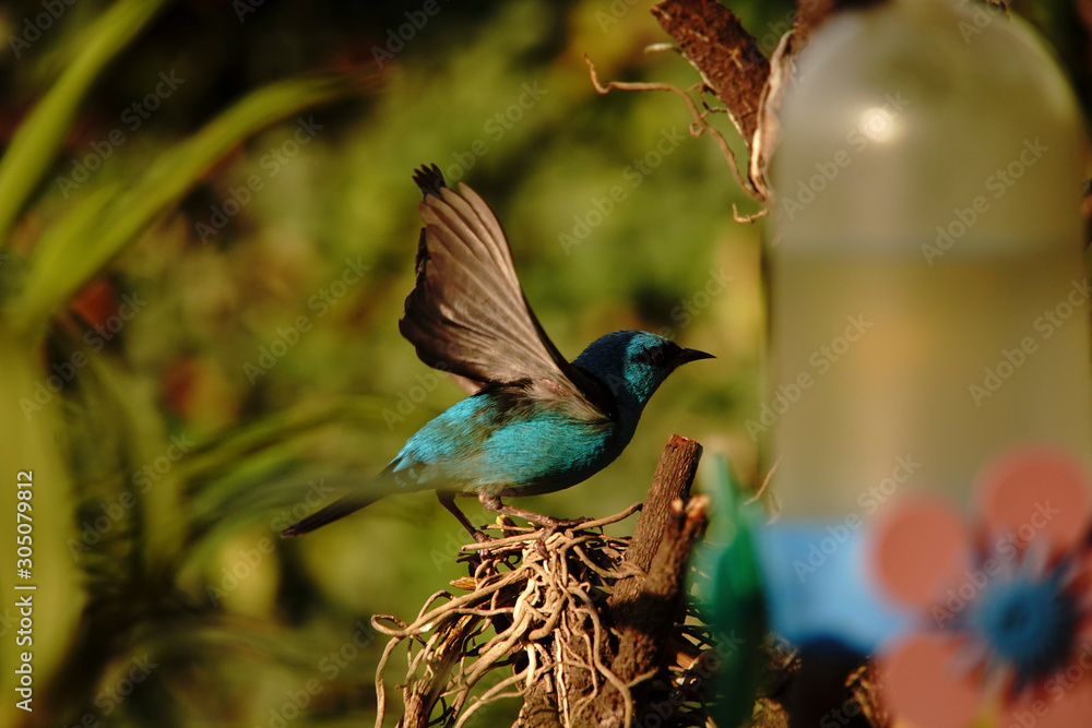 Obraz premium Blue Dacnis Bird on a branch