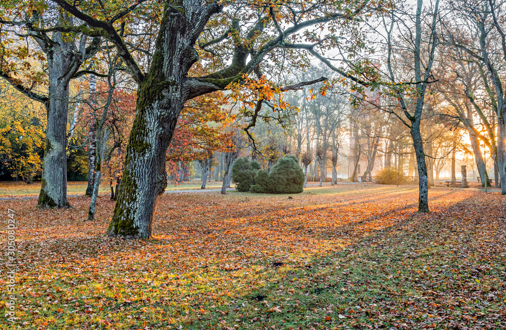 Autumn morning in old national public park, Europe, Autumn morning in old national public park, Europe,