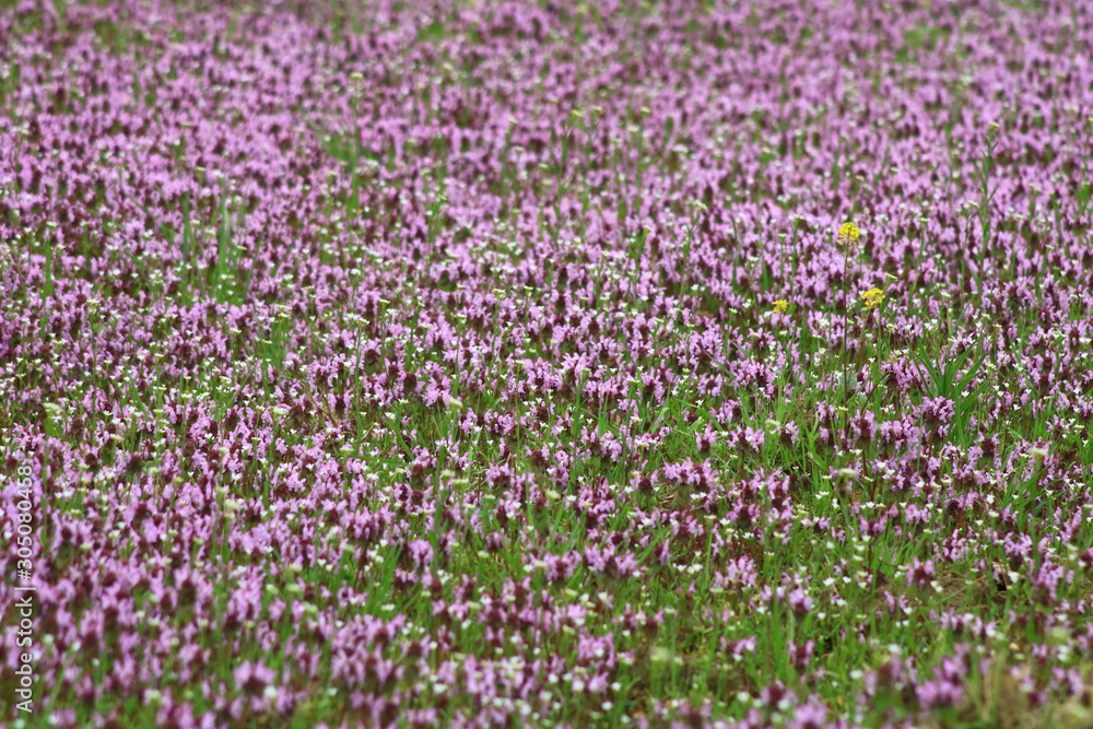 field of purple flowers