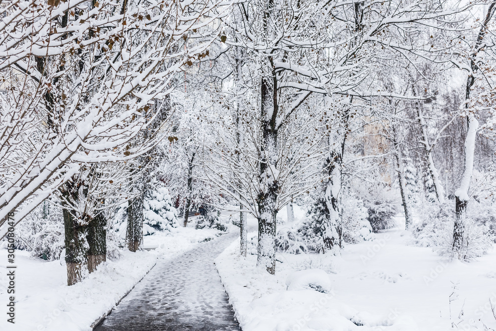 Winter forest. Forest in the snow. Winter forest. Forest in the snow.