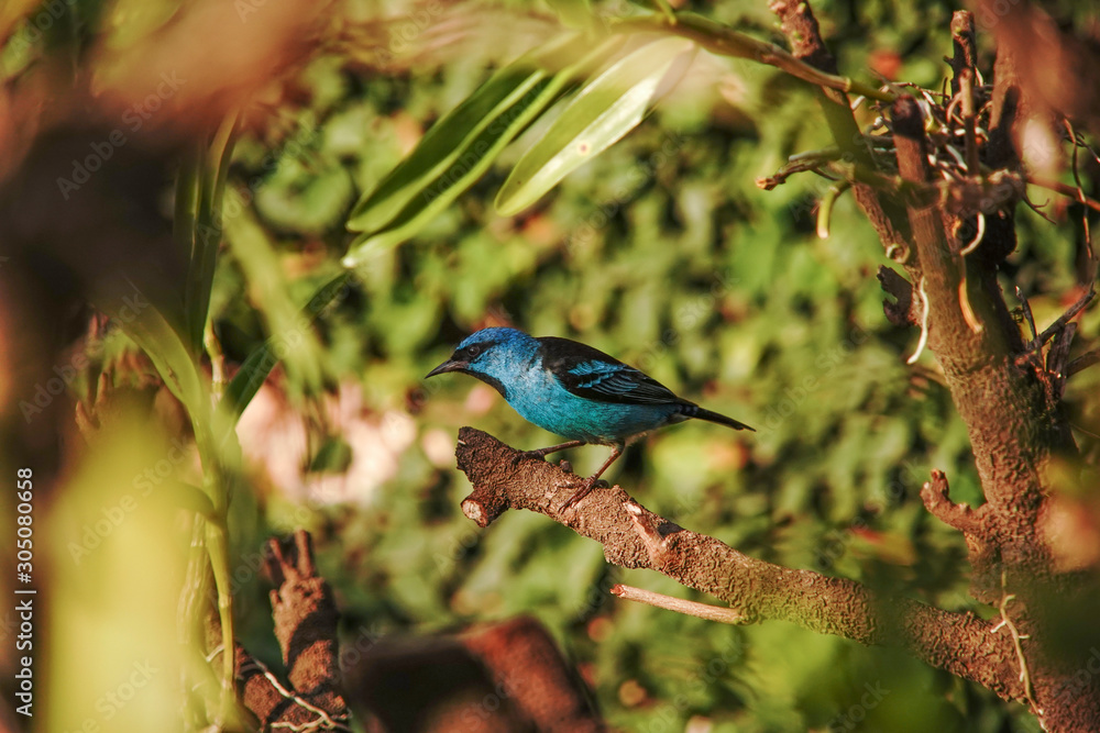 Blue Dacnis Bird on a branch