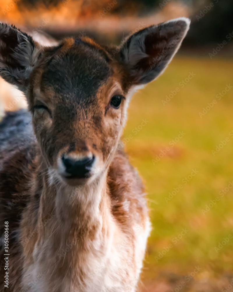 Rehe/Hirsche im Wald am Abend Rehe/Hirsche im Wald am Abend