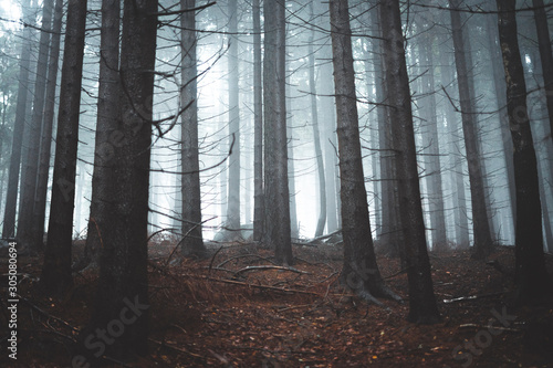Fototapeta Naklejka Na Ścianę i Meble -  Road through a poland forest with fog and soft light, Stolowe gory, Poland