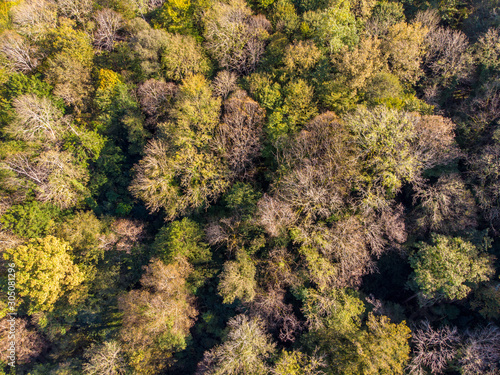 Aerialview of the forest