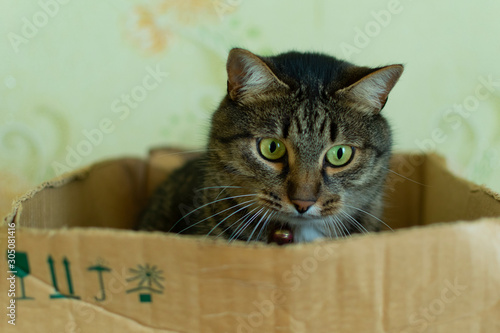 cat sits in a cardboard box and looks in surprise, close-up