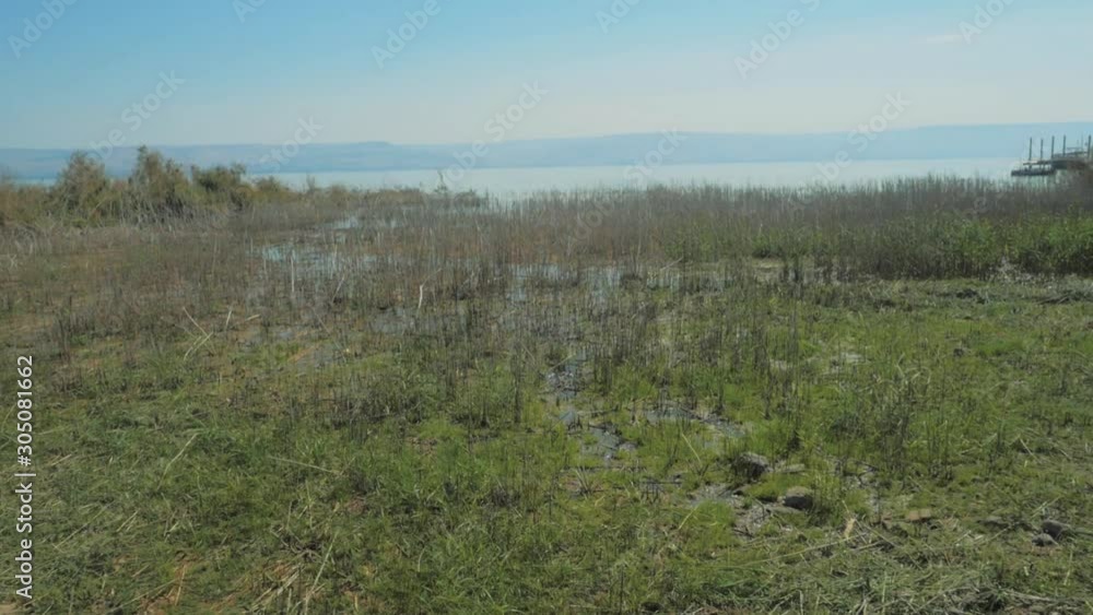 Aerial: low angle view near the shores of the Sea of Galilee, Israeli. Marshland cane field on the Sea of Galilee. Aerial: low angle view near the shores of the Sea of Galilee, Israeli. Marshland cane field on the Sea of Galilee.