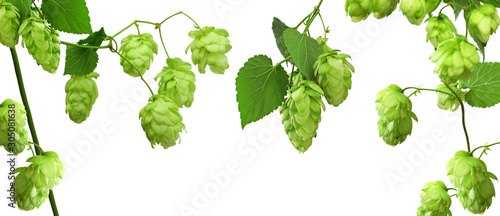Set of hop cones with leaves. Fresh green hop plant with leaves. Beer concept. used for topics like brewing or harvest.Medicinal plants.