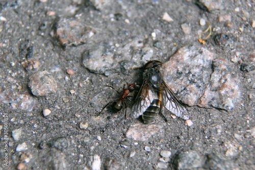 An ant drags a dead fly