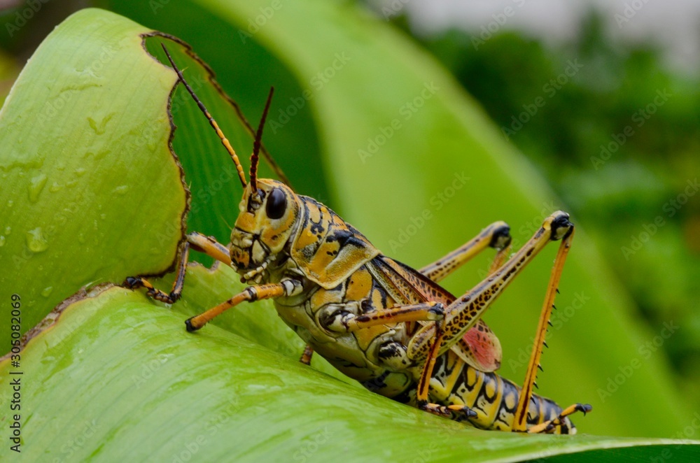 Fototapeta premium saltamontes