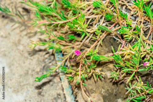 small red flower and green grass