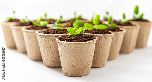 Green plants in fiber pots on white background. Ecologic biodegradable material concept.