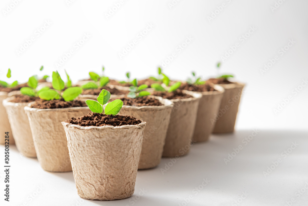Green plants in fiber pots on white background. Ecologic biodegradable material concept. Green plants in fiber pots on white background. Ecologic biodegradable material concept.