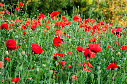 Poppies along the Rodwell Trail Weymouth