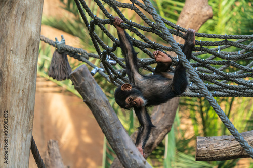 Photographie Cute young chimpanzee playing in a net in a zoo