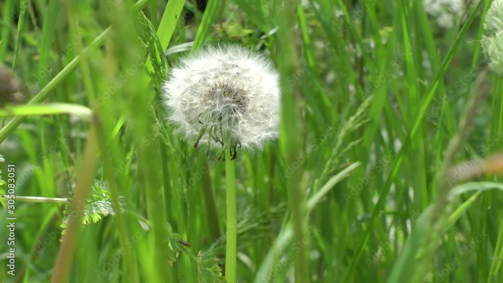 Taraxacum