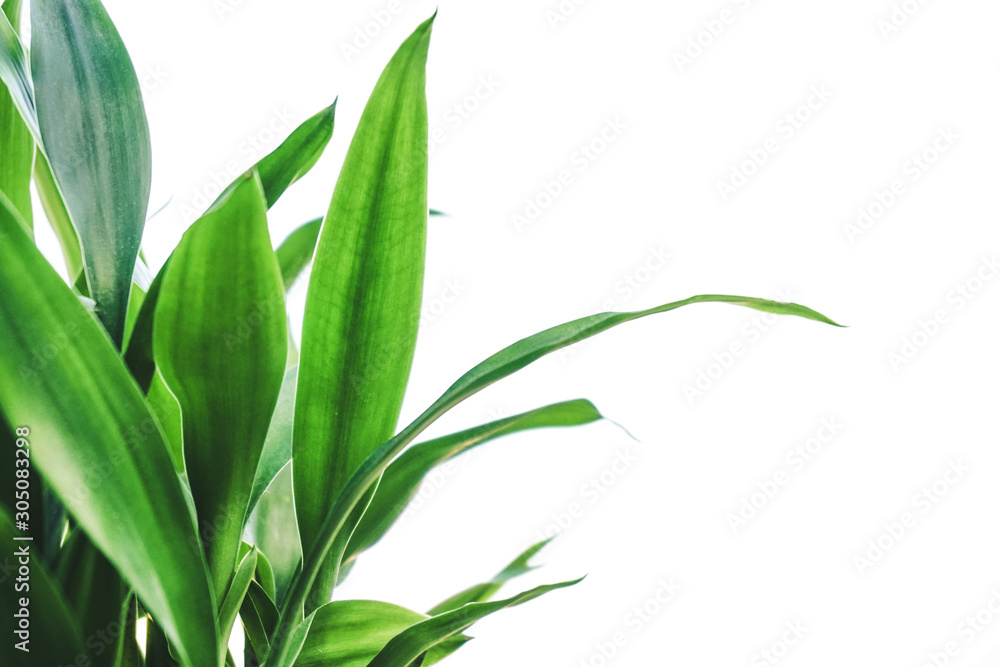 Obraz premium Fresh green leaves on white background