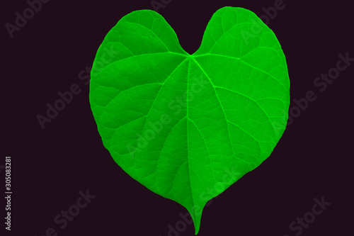 a leaf of love