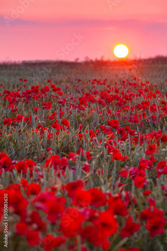 Upwey Poppy Field in early july