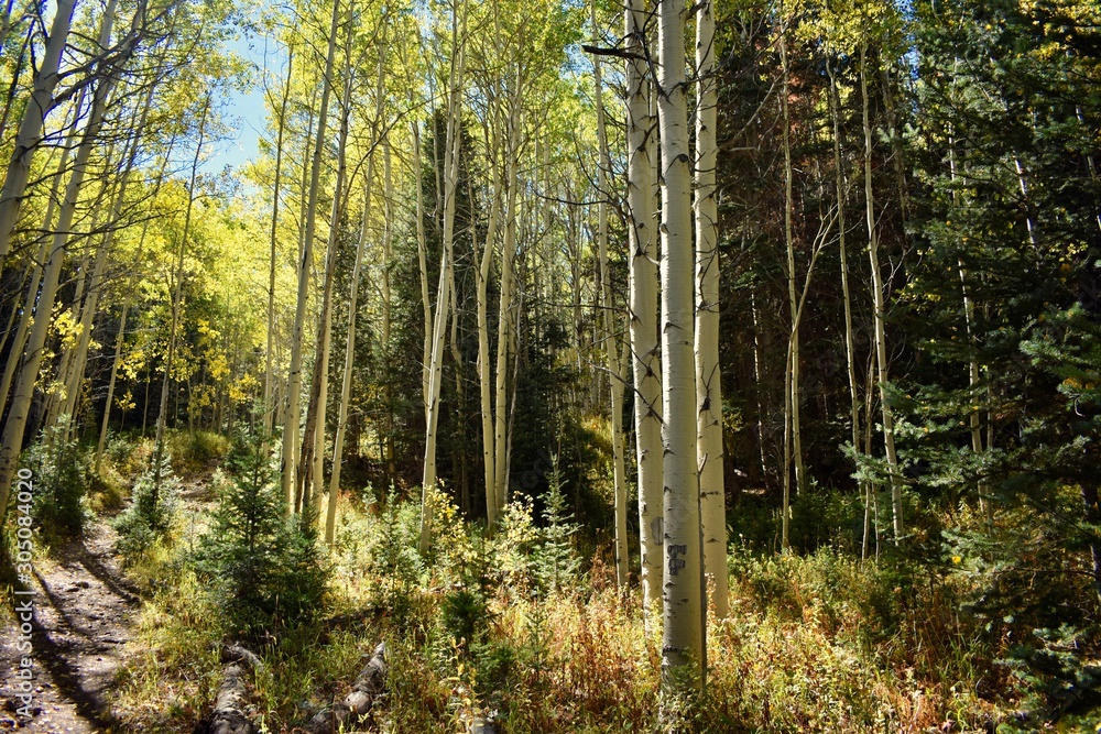 Obraz premium Hiking through the yellow Aspens of the Colorado Rockies
