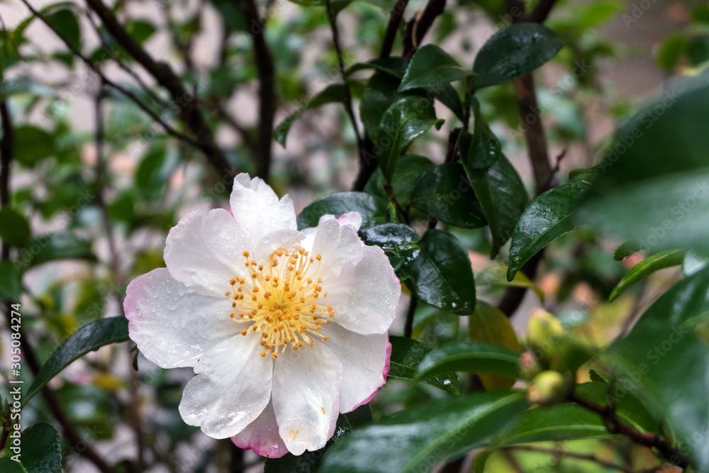 Obraz premium Wet Camellia