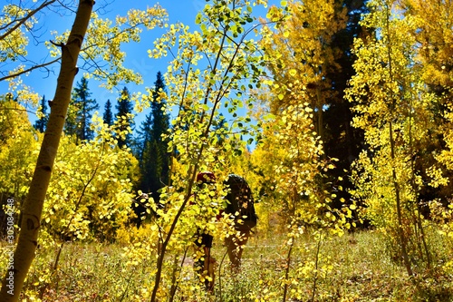 Fototapeta Naklejka Na Ścianę i Meble -  Hiking through the yellow Aspens of the Colorado Rockies